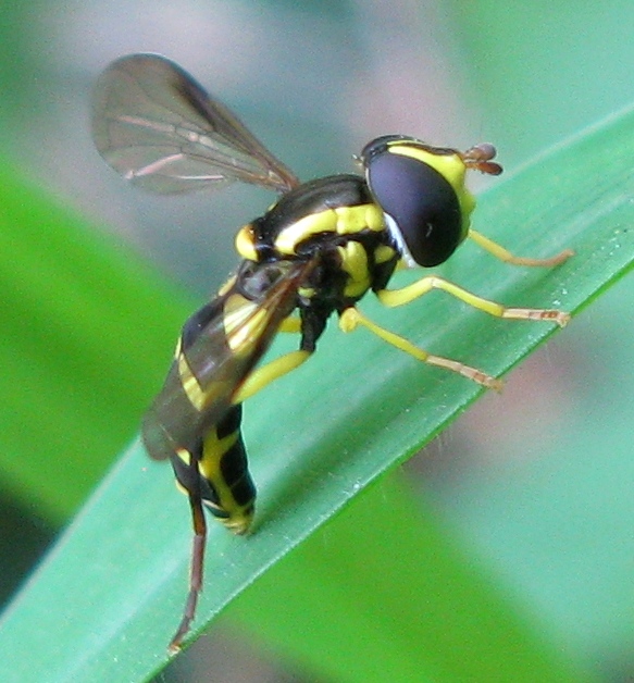 Dasysyrphus ?